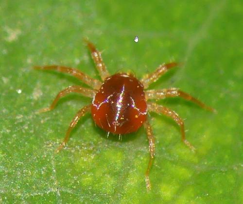 Anystis sp.